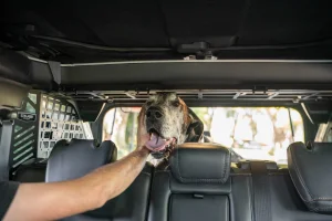 Ford Bronco Rear Dog Barrier - DV8 Offroad - 4 Door - `21-`25