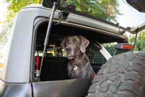 Ford Bronco Rear Dog Barrier - DV8 Offroad - 4 Door - `21-`25